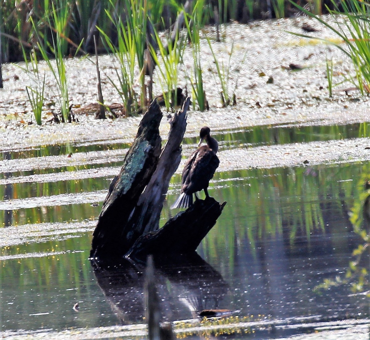 Double-crested Cormorant - Theresa Gessing