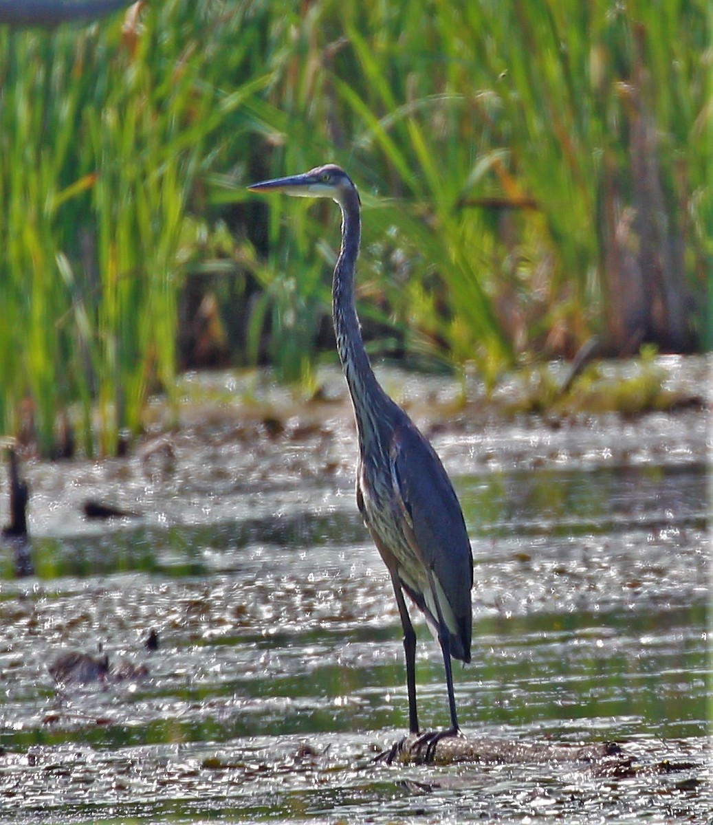 Great Blue Heron - Theresa Gessing