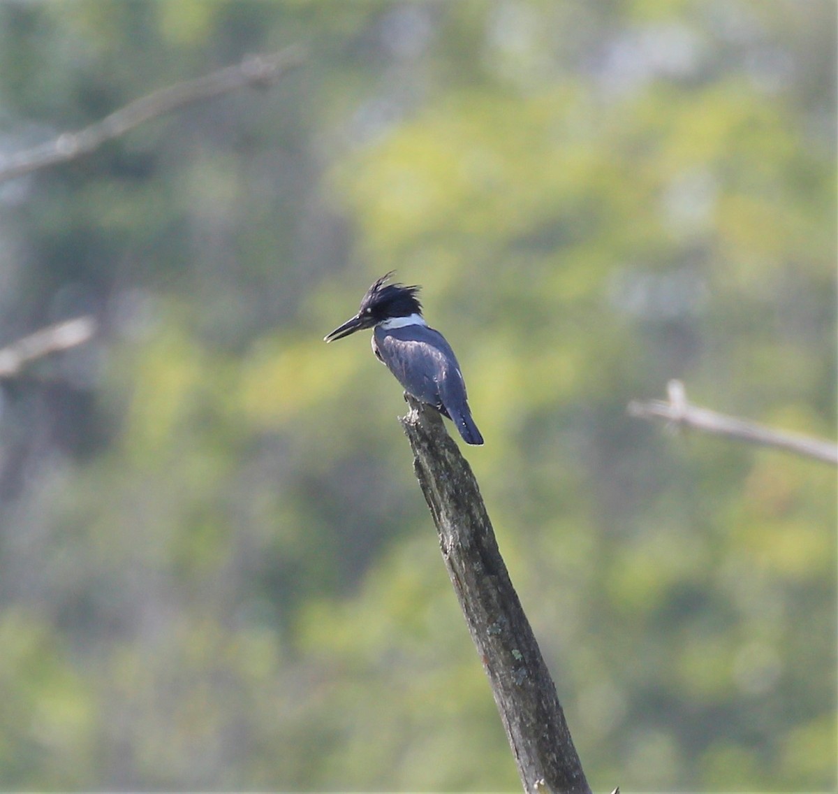 Belted Kingfisher - Theresa Gessing