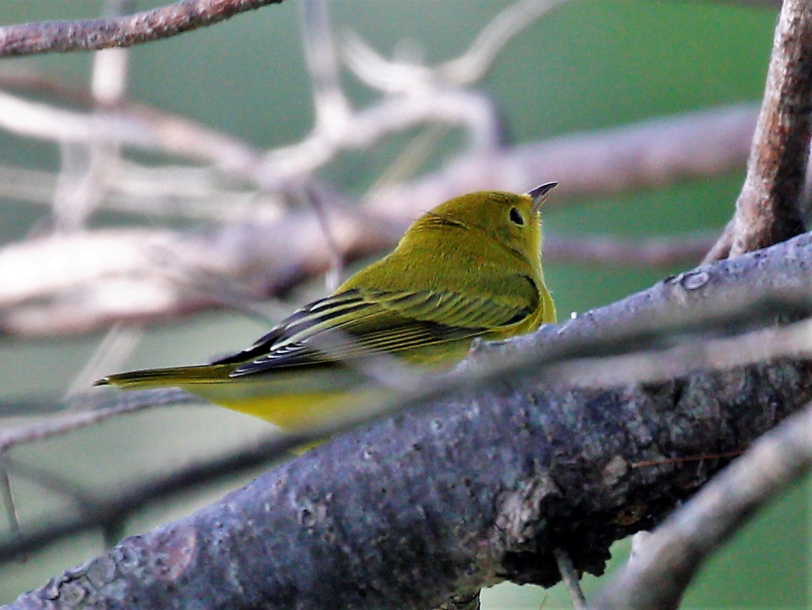 Paruline jaune - ML171499171