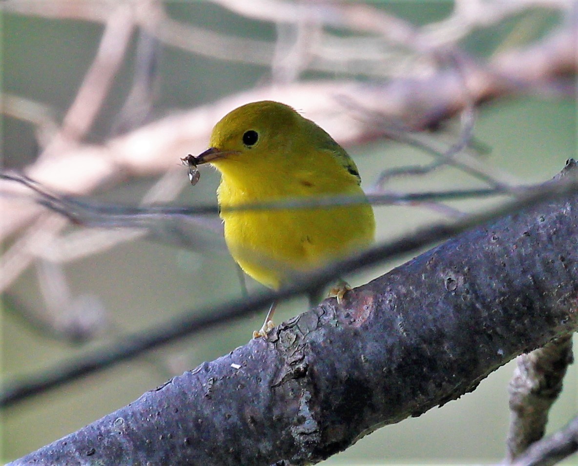 Paruline jaune - ML171499181