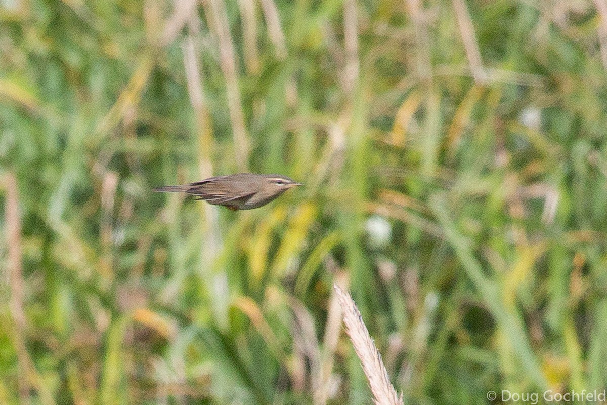 Dusky Warbler - ML171504061