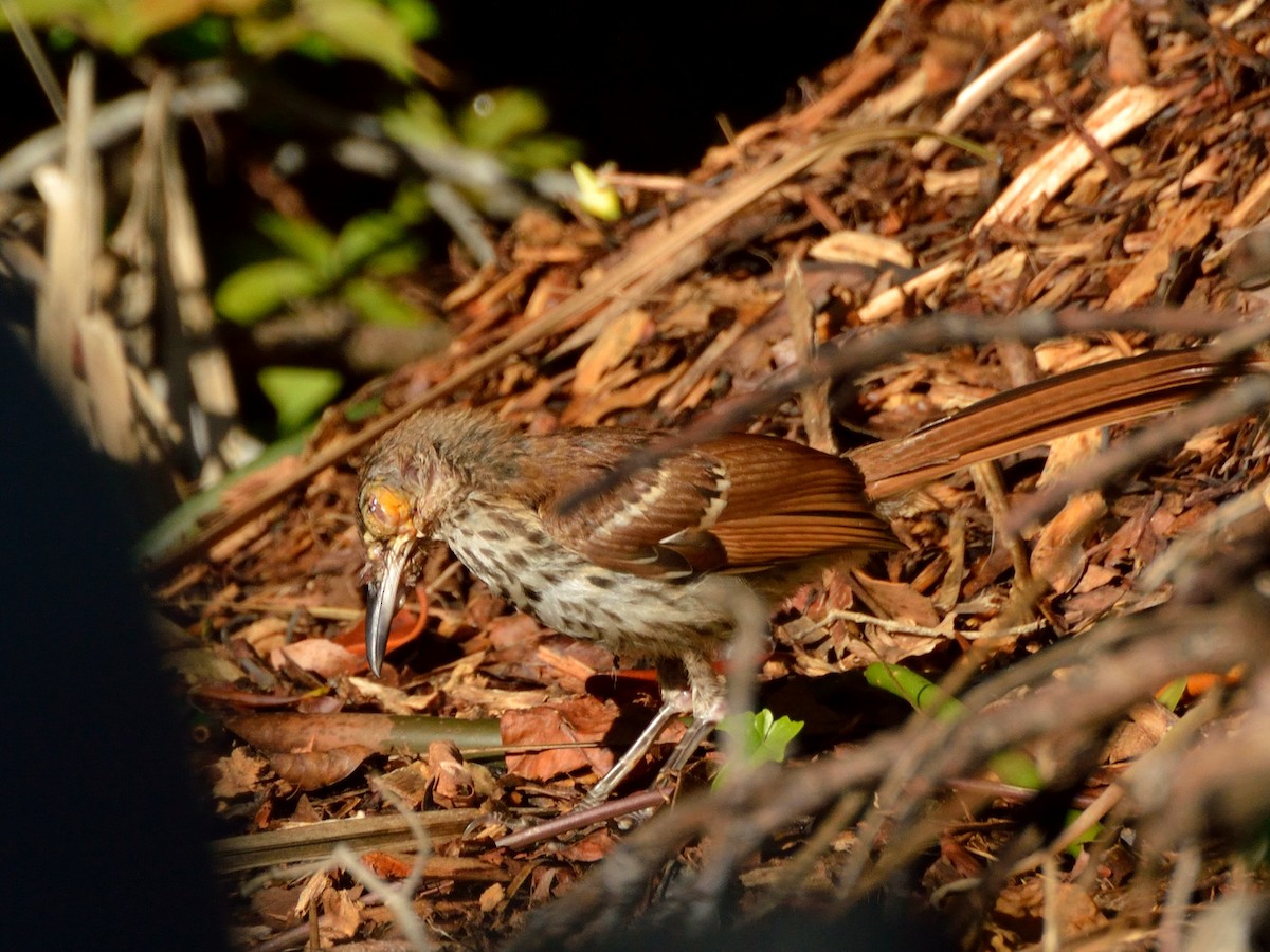 Brown Thrasher - ML171504811