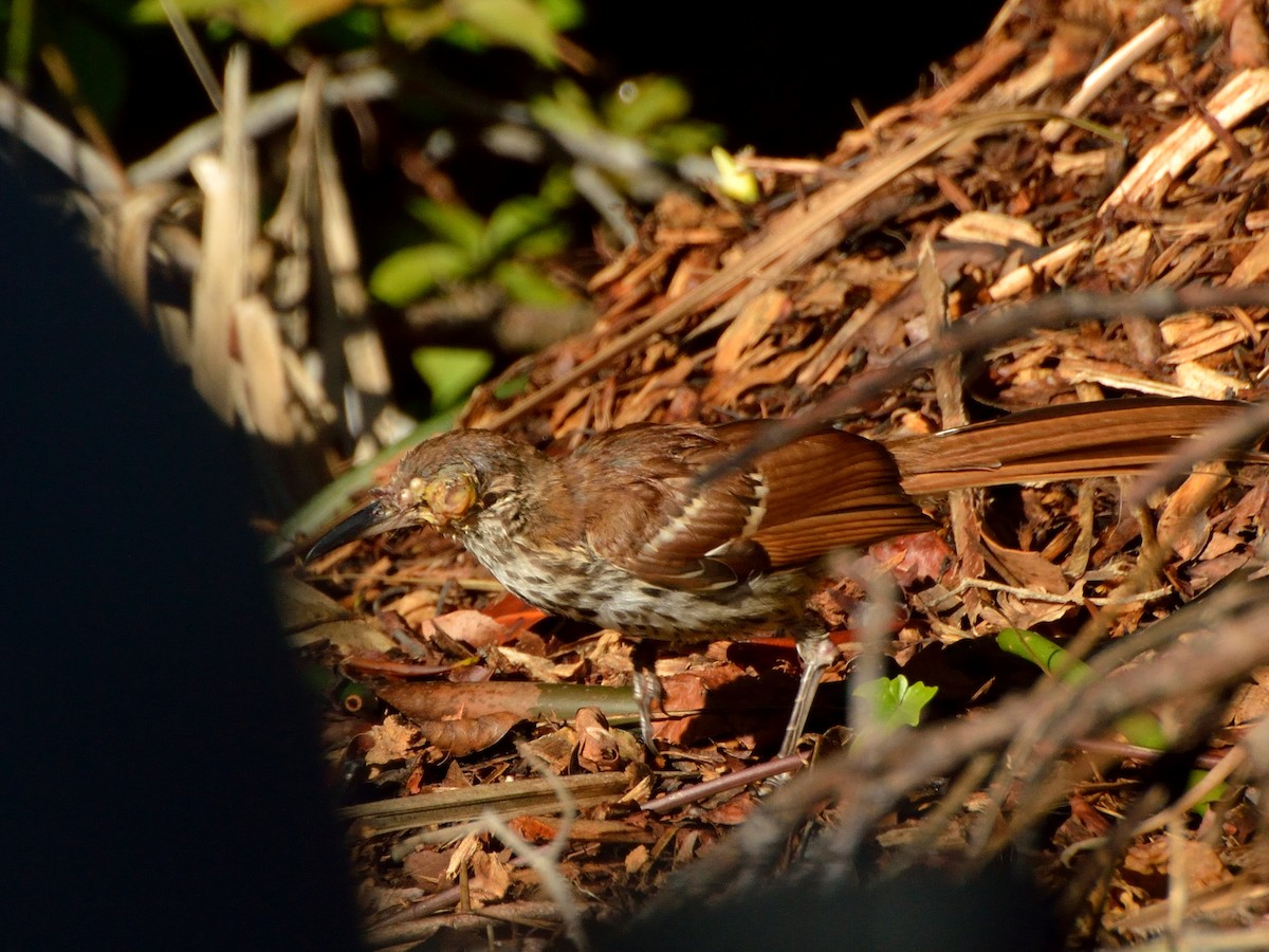 Brown Thrasher - ML171504851