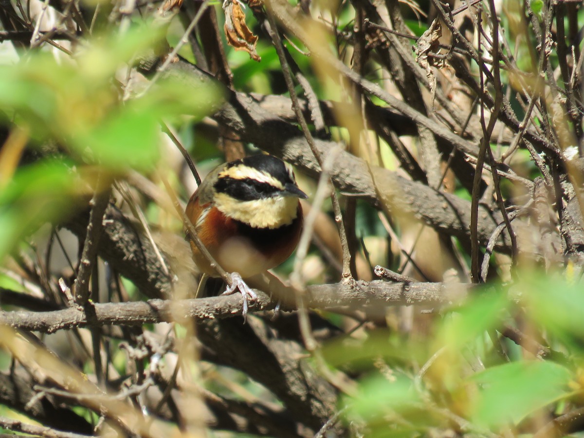 Elegant Crescentchest - ML171505071
