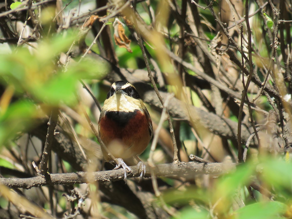 Elegant Crescentchest - ML171505081