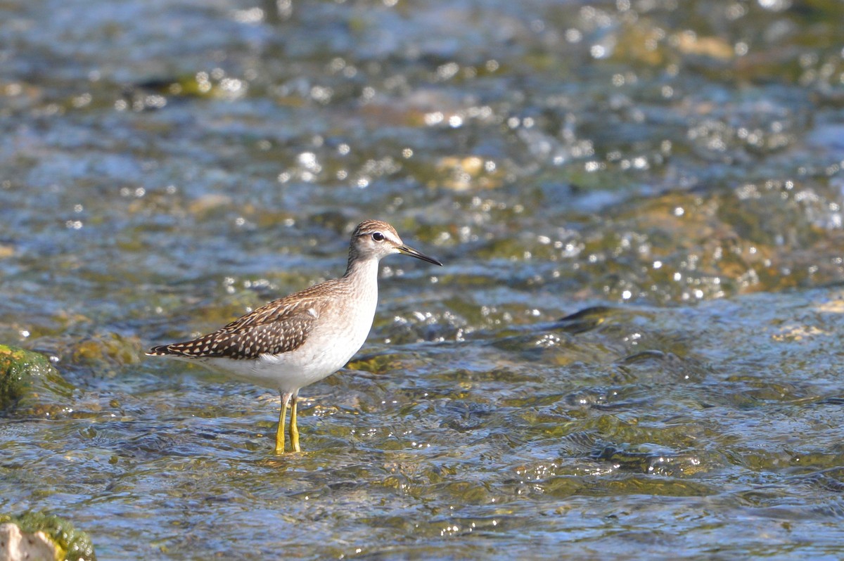 Wood Sandpiper - ML171505241