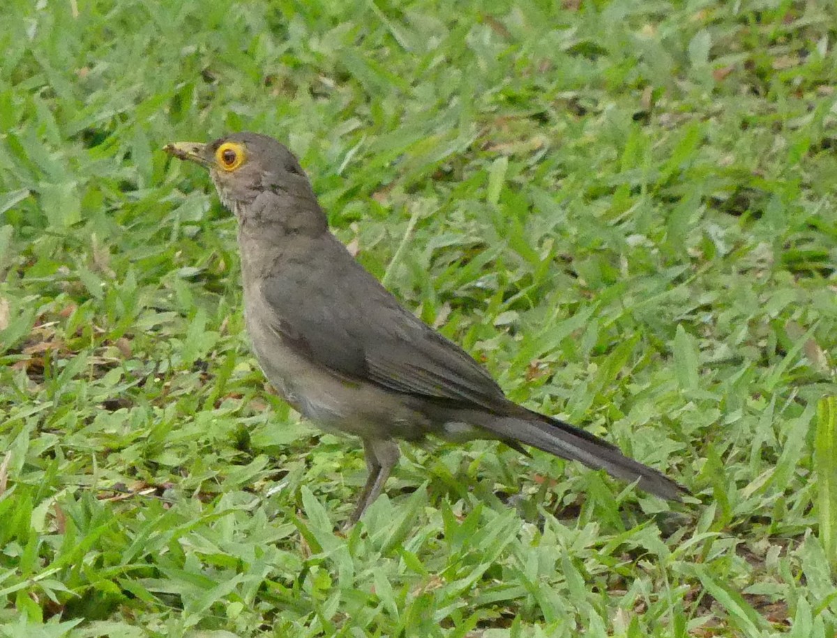 Spectacled Thrush - ML171506621