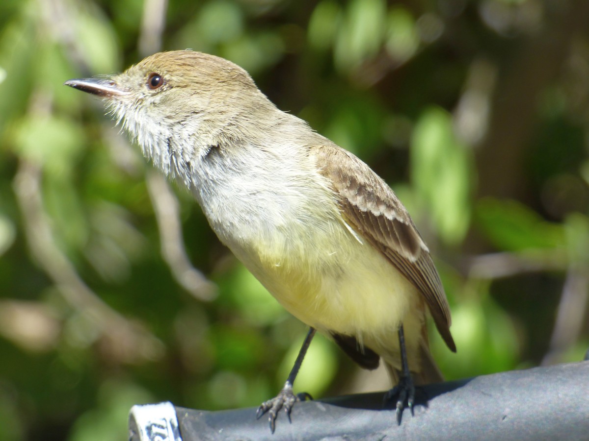 Galapagos Flycatcher - Mike Tuer