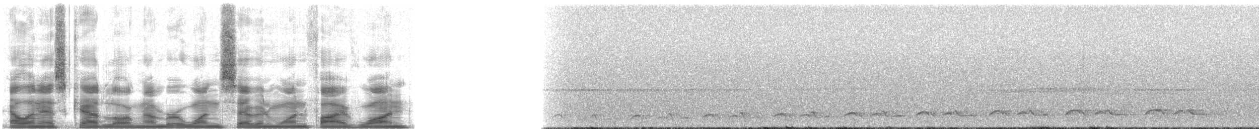 Lyre-tailed Nightjar - ML17151