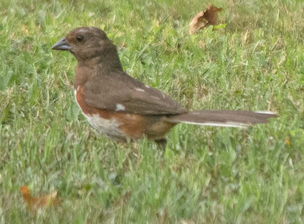 Eastern Towhee - ML171511501