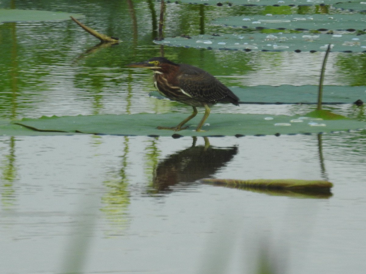 Green Heron - ML171511511