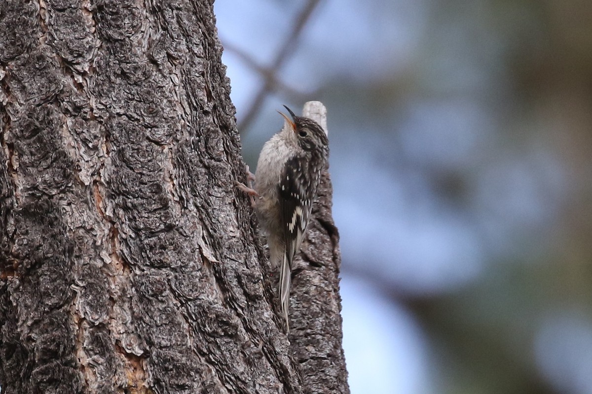 Brown Creeper (albescens/alticola) - John Oshlick