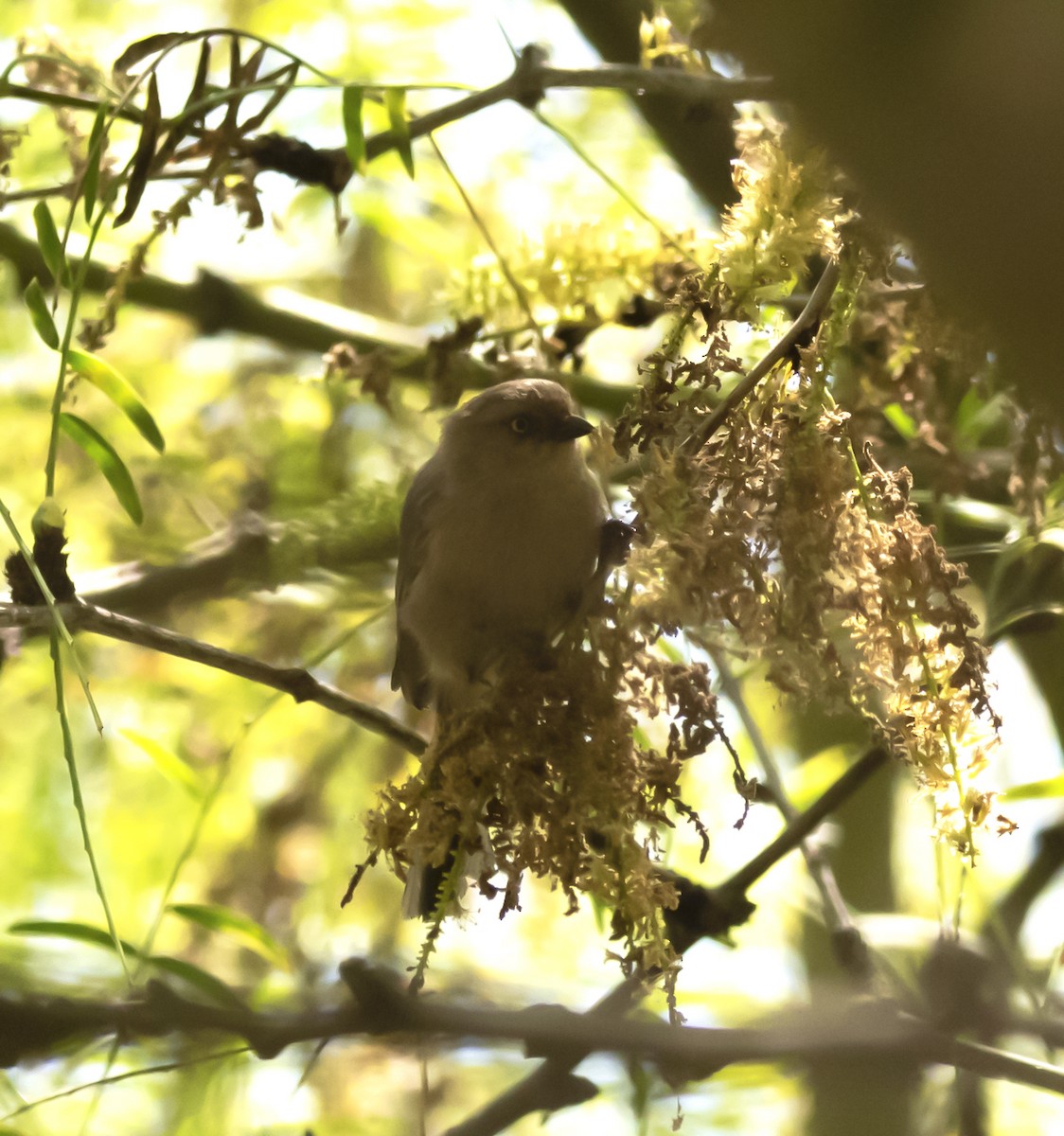 Bushtit - ML171513101