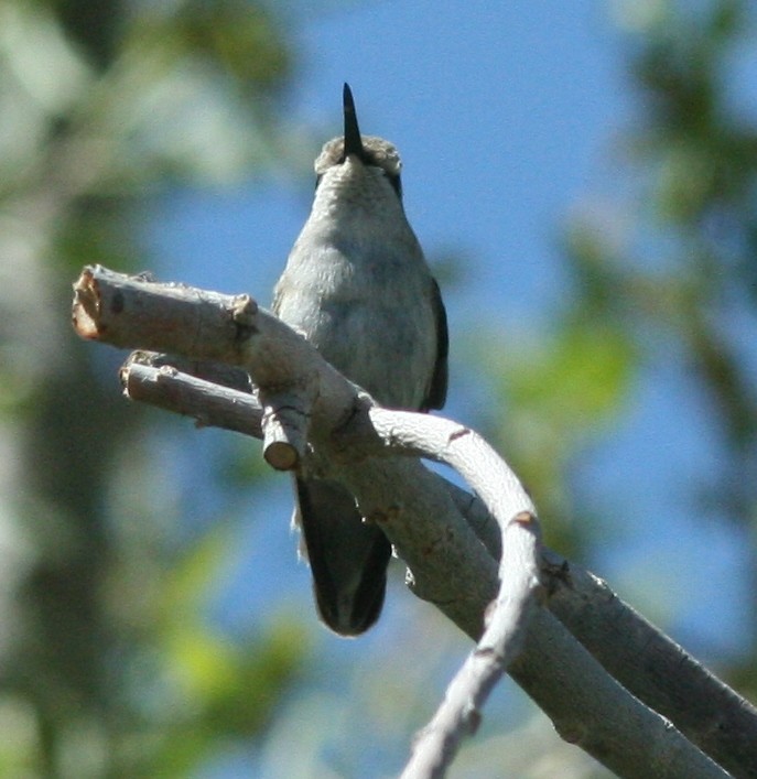 Black-chinned Hummingbird - ML171513251