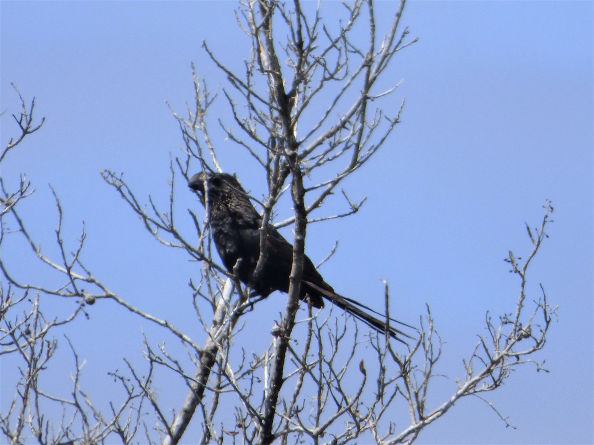 Smooth-billed Ani - Mike Tuer