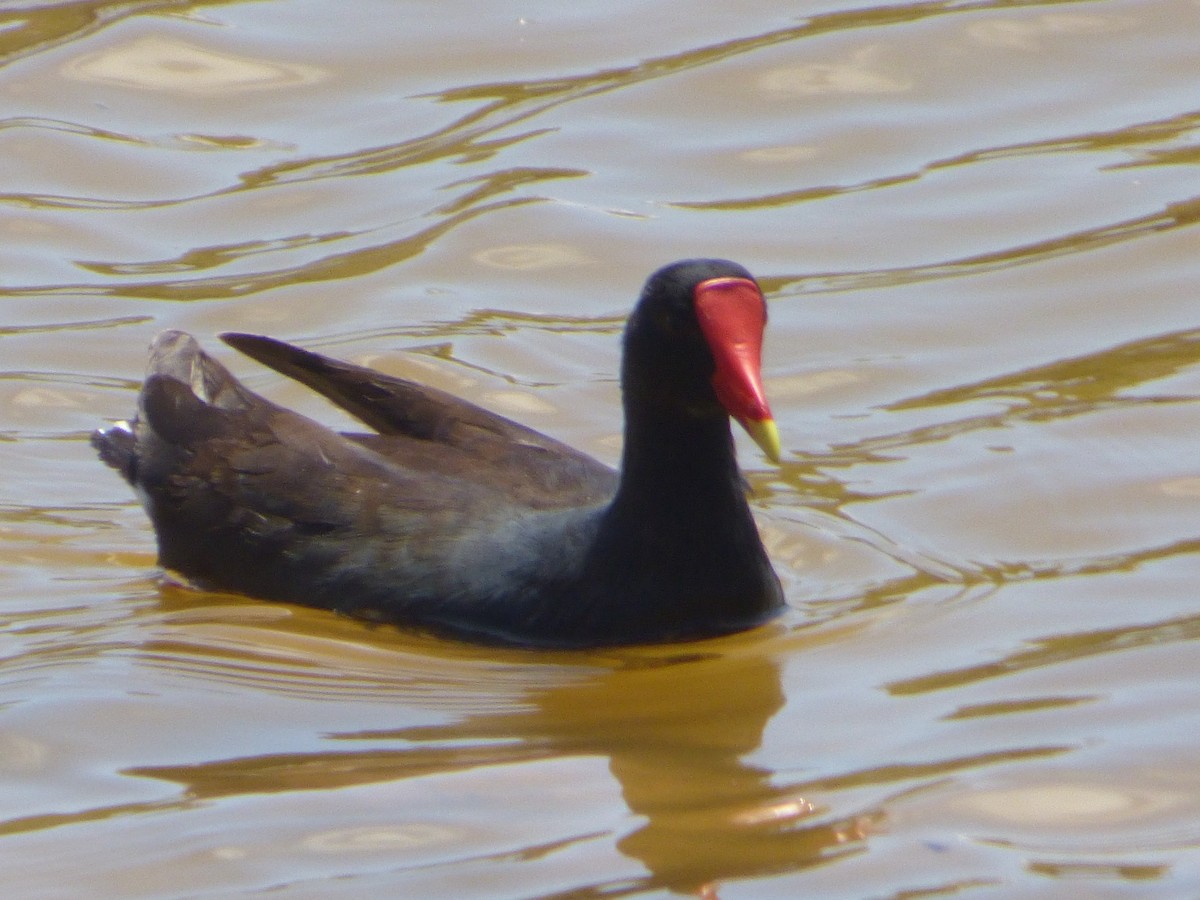 Common Gallinule - ML171514351