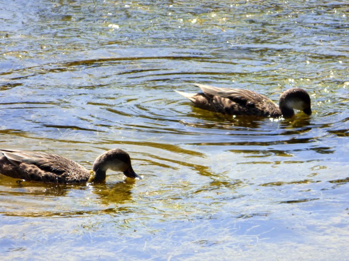 White-cheeked Pintail - ML171517601