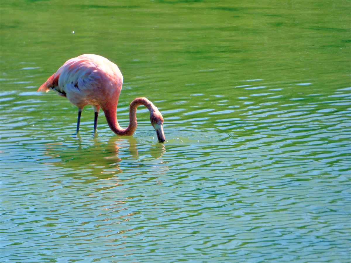 Amerika Flamingosu - ML171517751