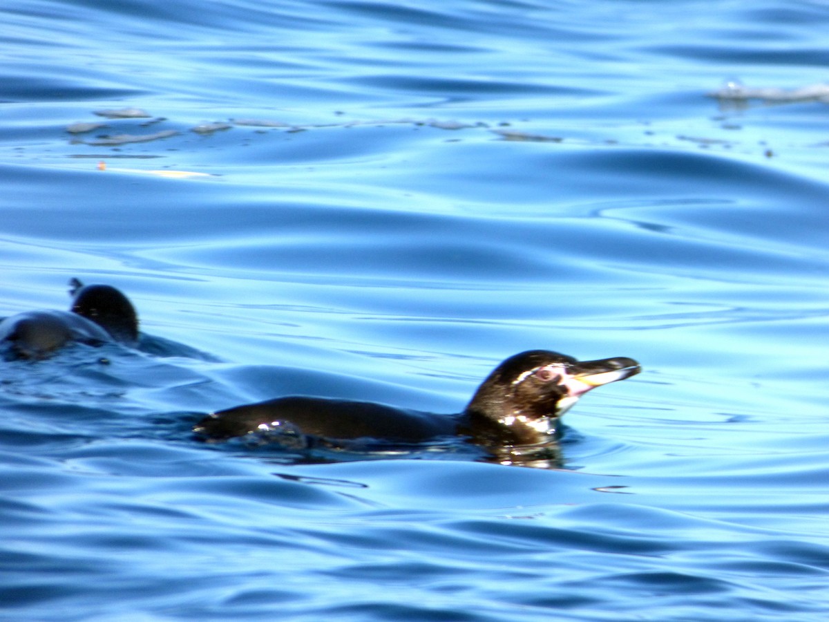 Pingüino de Galápagos - ML171517991
