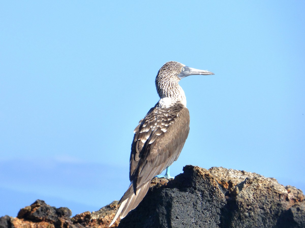 Blue-footed Booby - ML171518171
