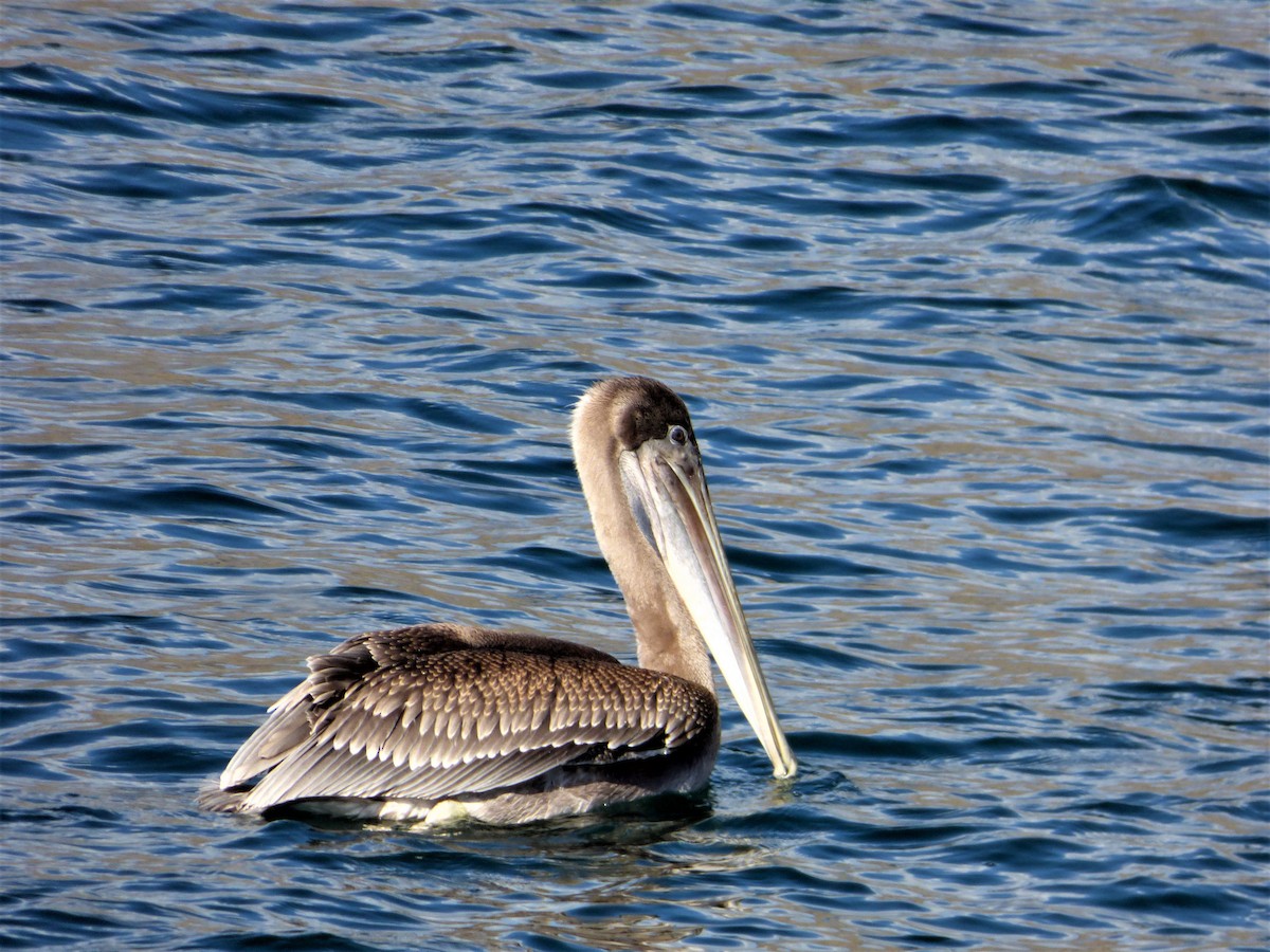 Brown Pelican - ML171518231