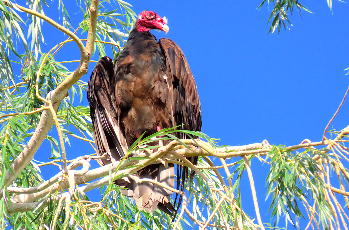 Turkey Vulture - Ted Floyd