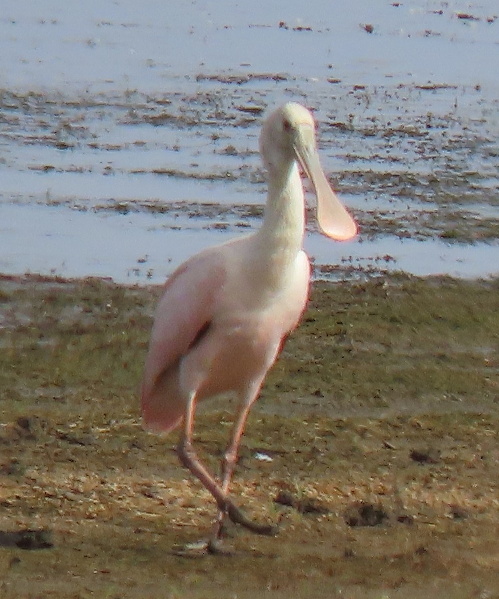 Roseate Spoonbill - Stephen Burk