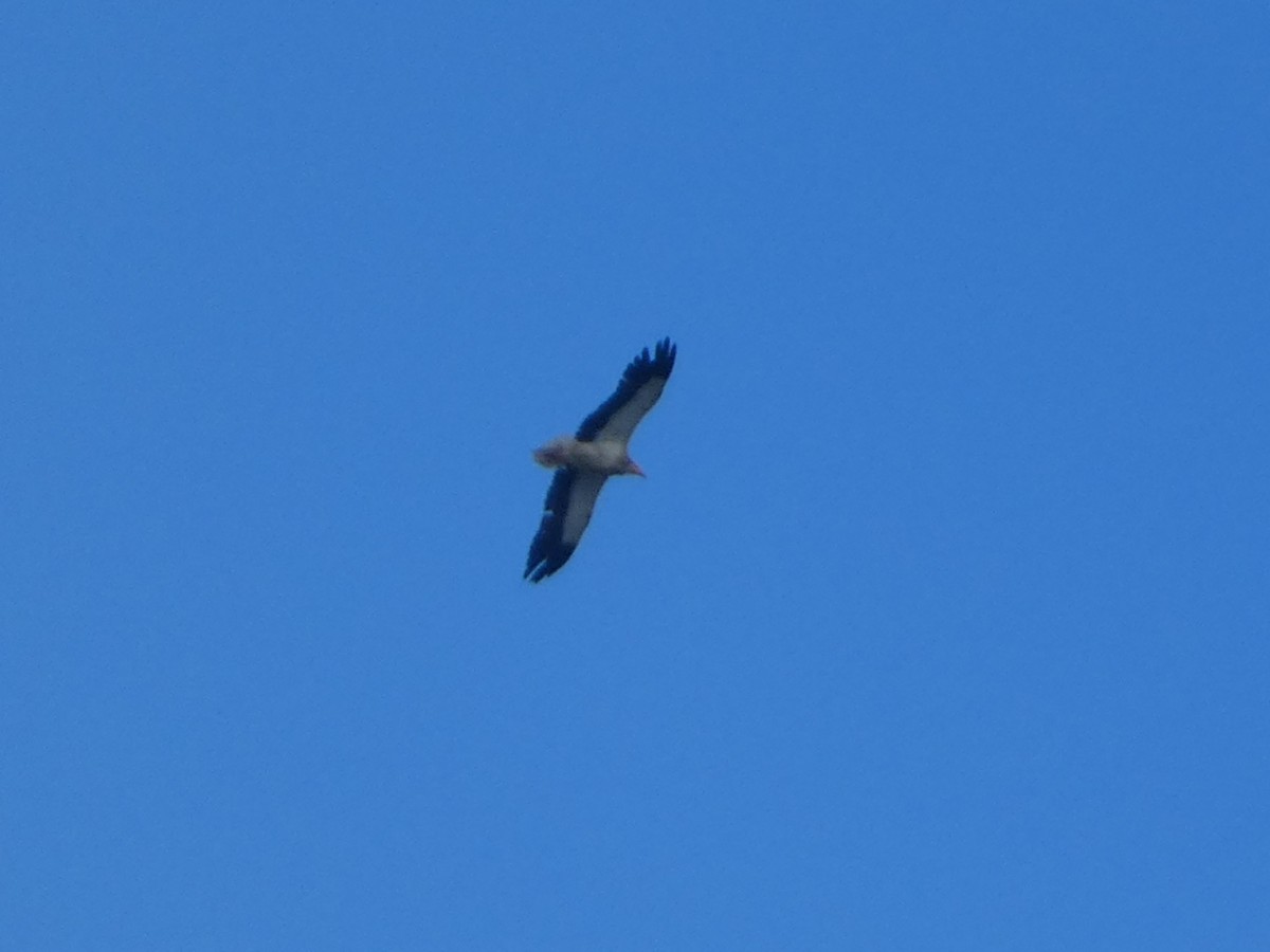 Egyptian Vulture - ML171518611