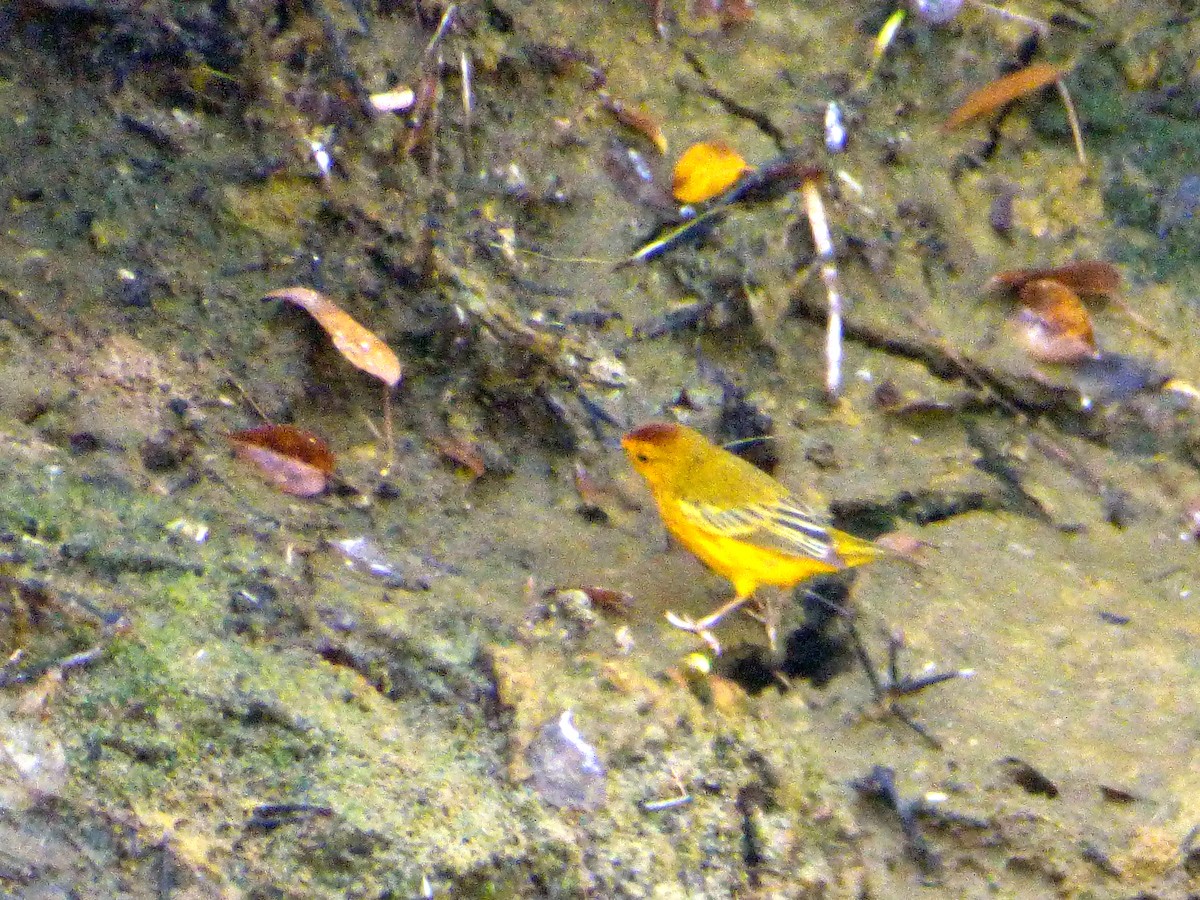Yellow Warbler (Galapagos) - ML171518681