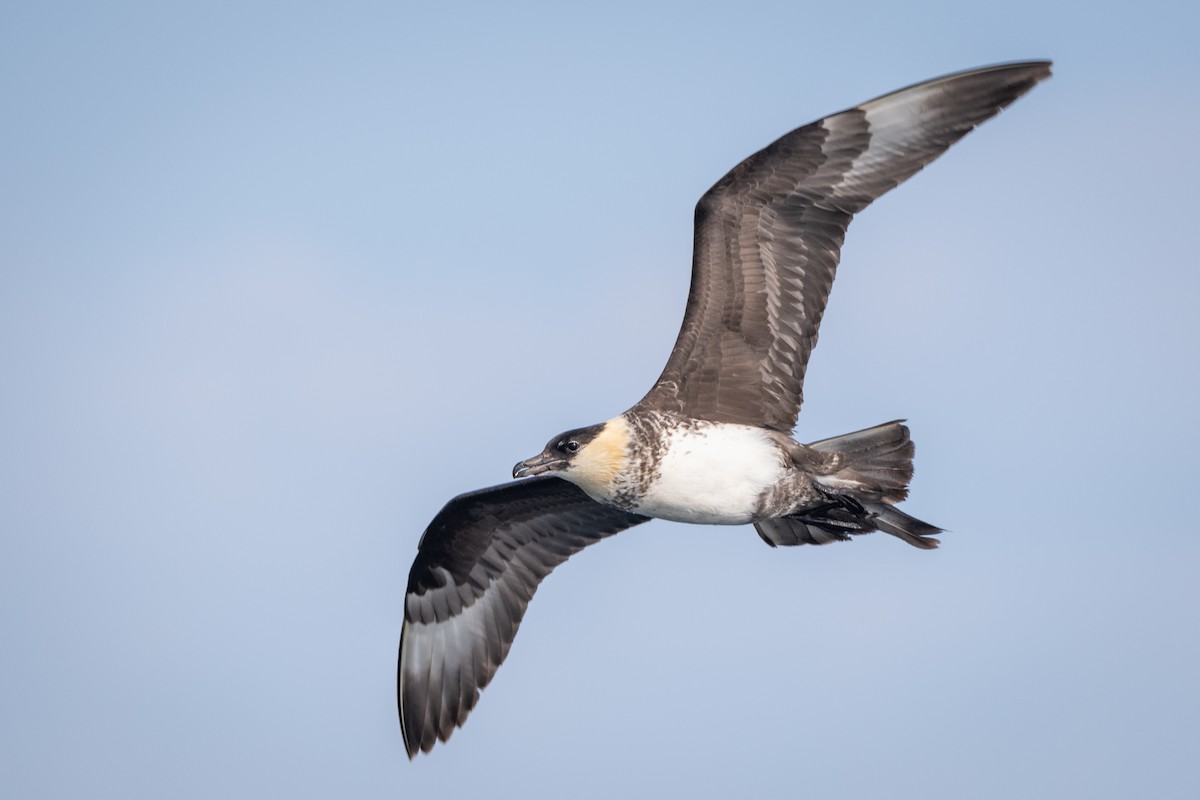 Pomarine Jaeger - Jason Dain