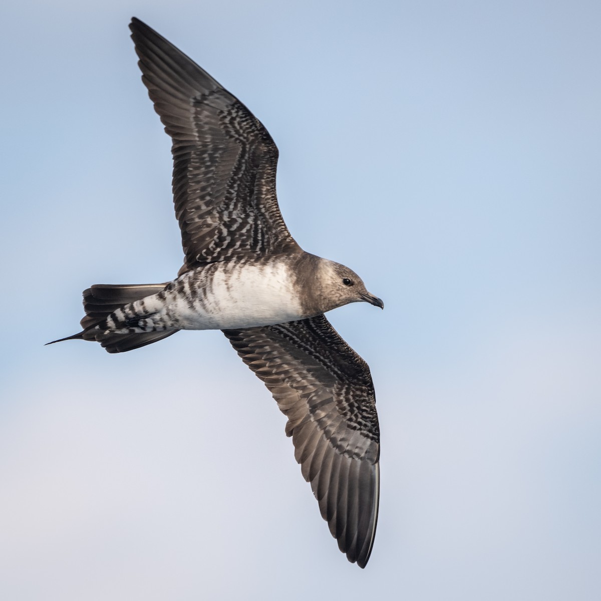 Long-tailed Jaeger - ML171518841