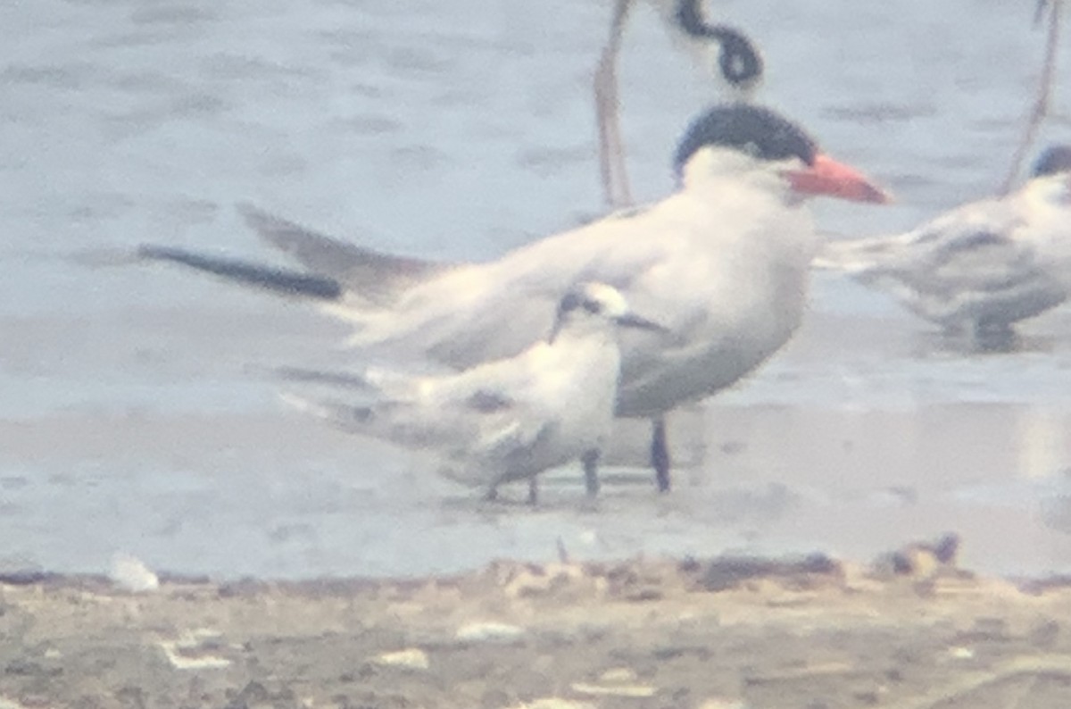 Common Tern - ML171520571