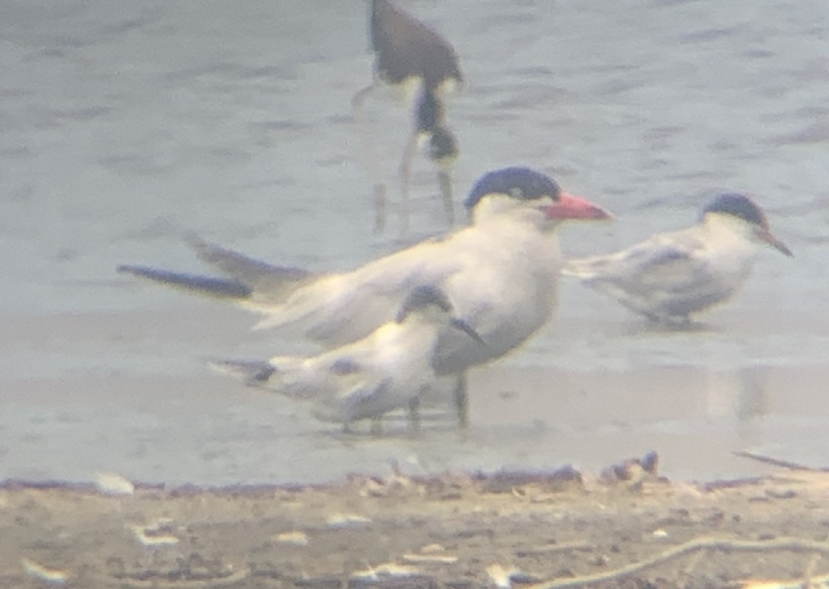 Common Tern - ML171520581