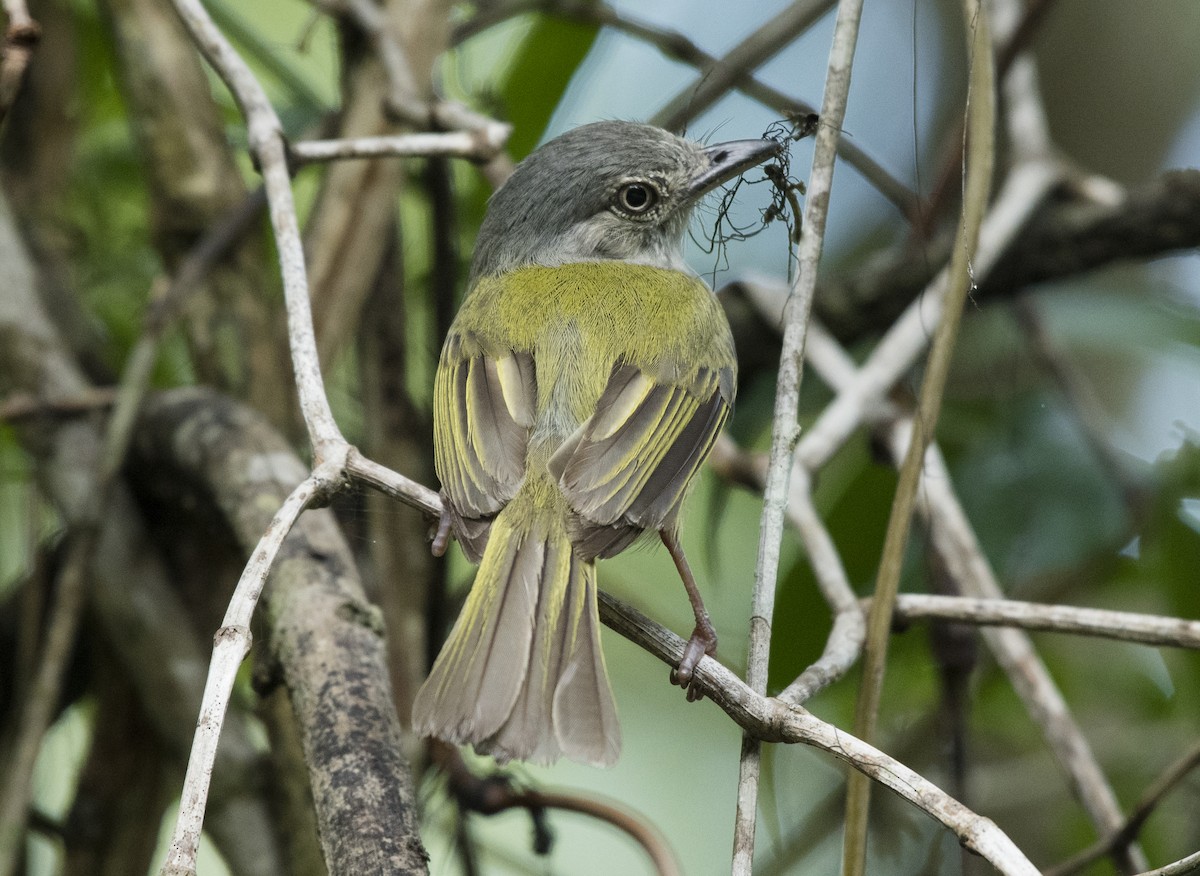 Yellow-olive Flatbill - ML171522051