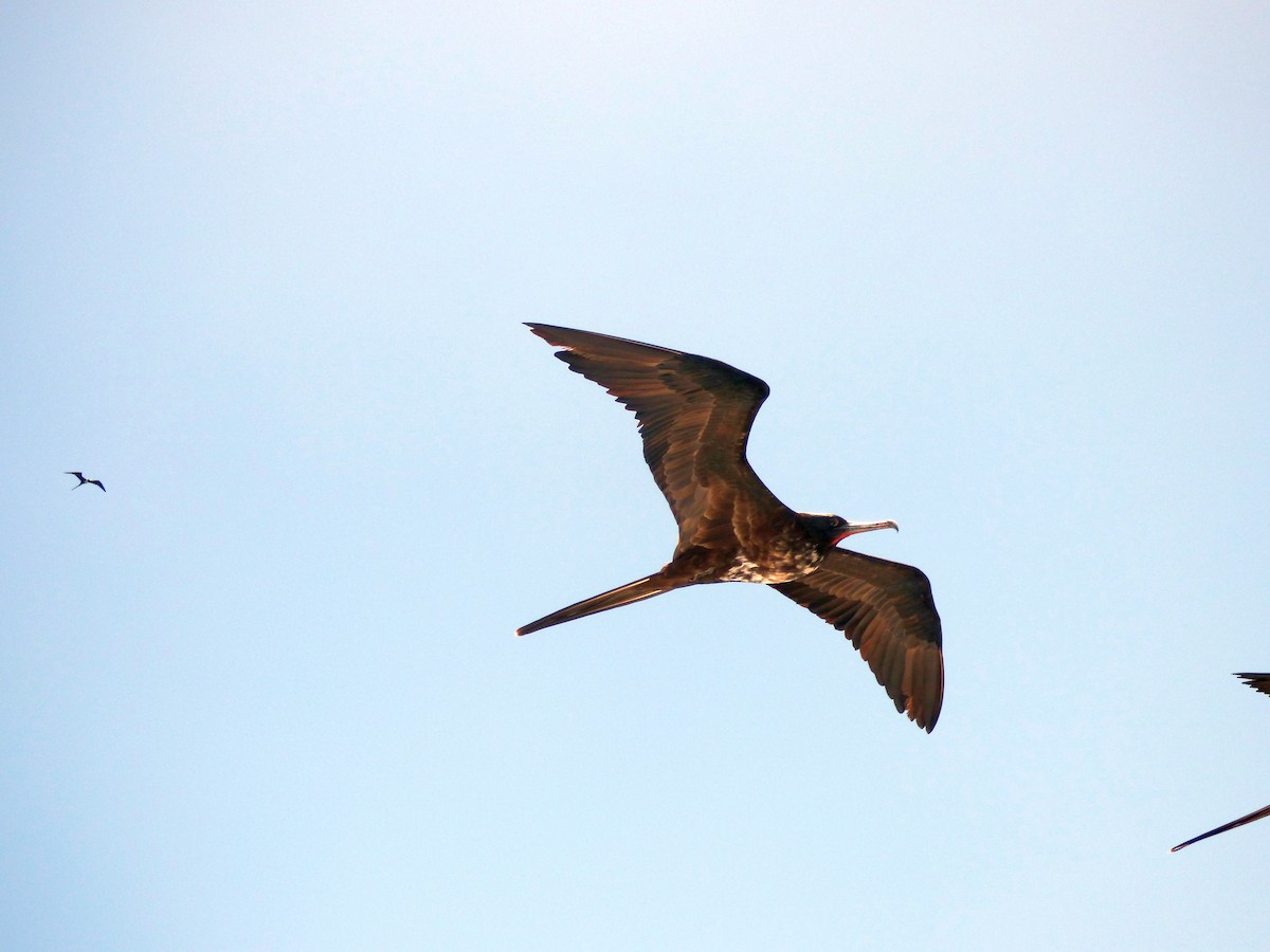 Magnificent Frigatebird - ML171523231