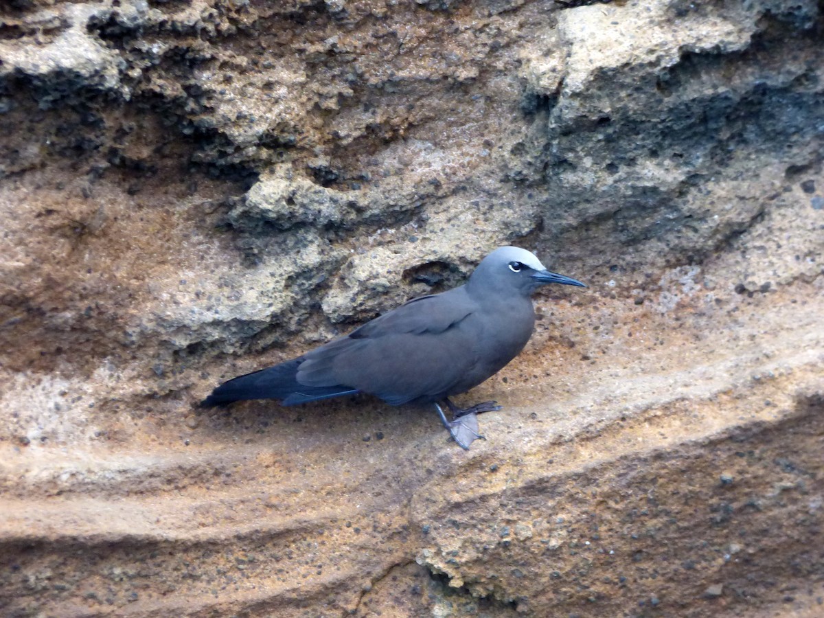 Brown Noddy - Mike Tuer