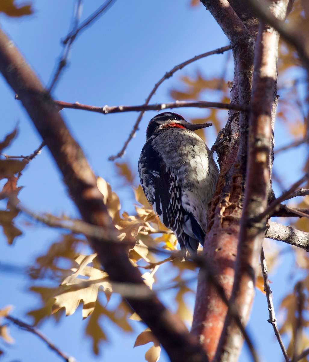 Red-naped Sapsucker - ML171525461