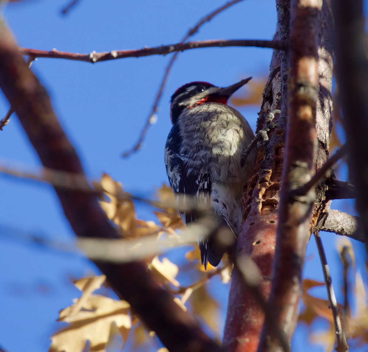 Red-naped Sapsucker - ML171525481