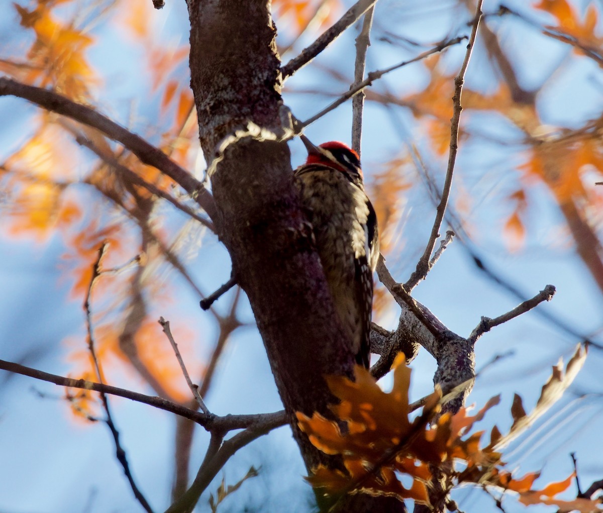 Red-naped Sapsucker - ML171525501