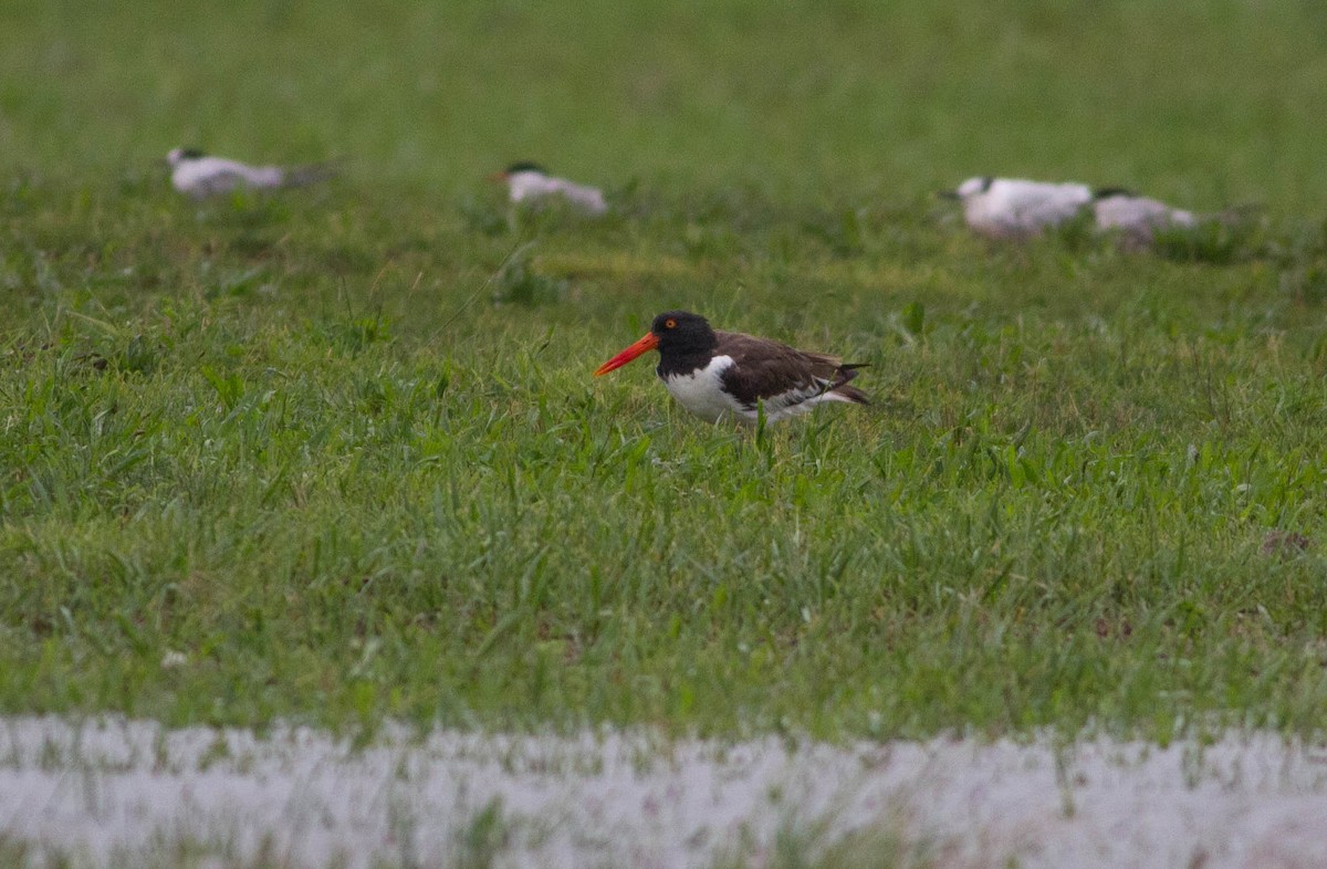 American Oystercatcher - ML171527821