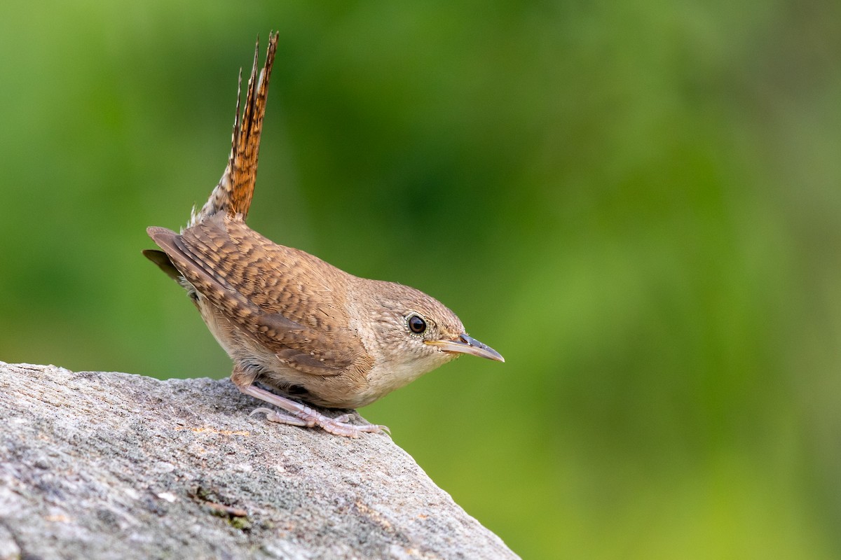 Northern House Wren - ML171529291