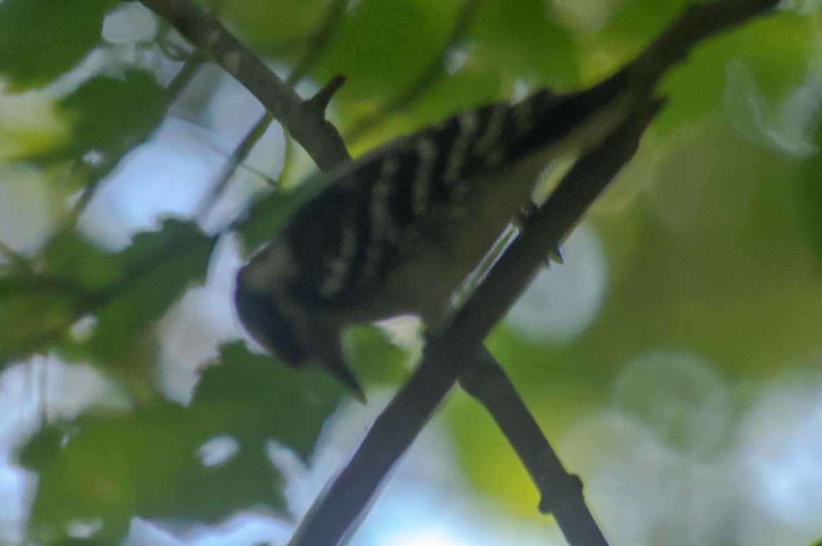 Hairy Woodpecker - ML171530001