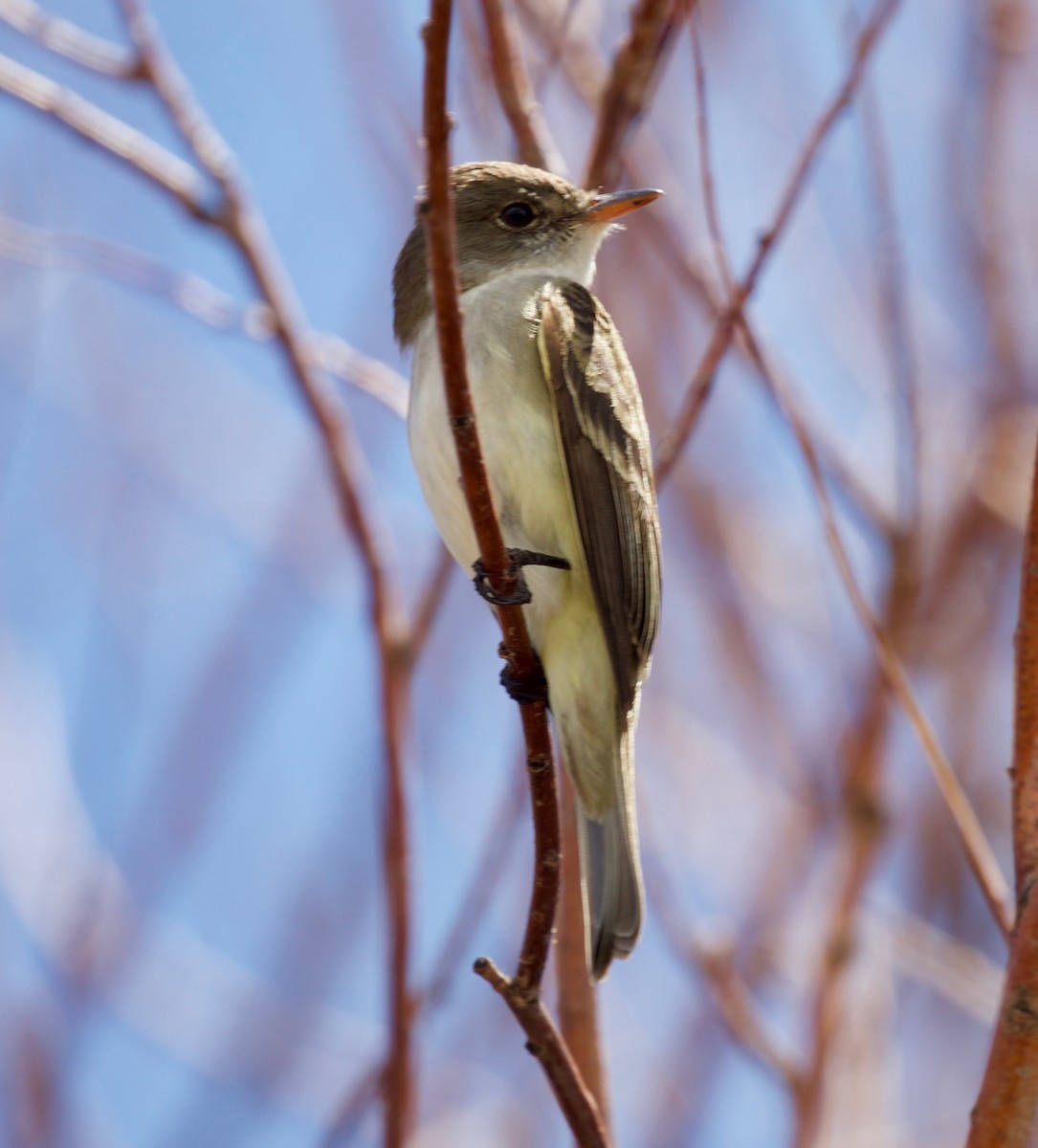 Willow Flycatcher - ML171530141