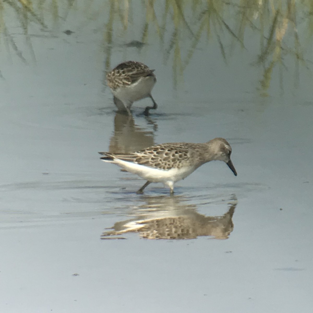 Semipalmated Sandpiper - Craig Hohenberger