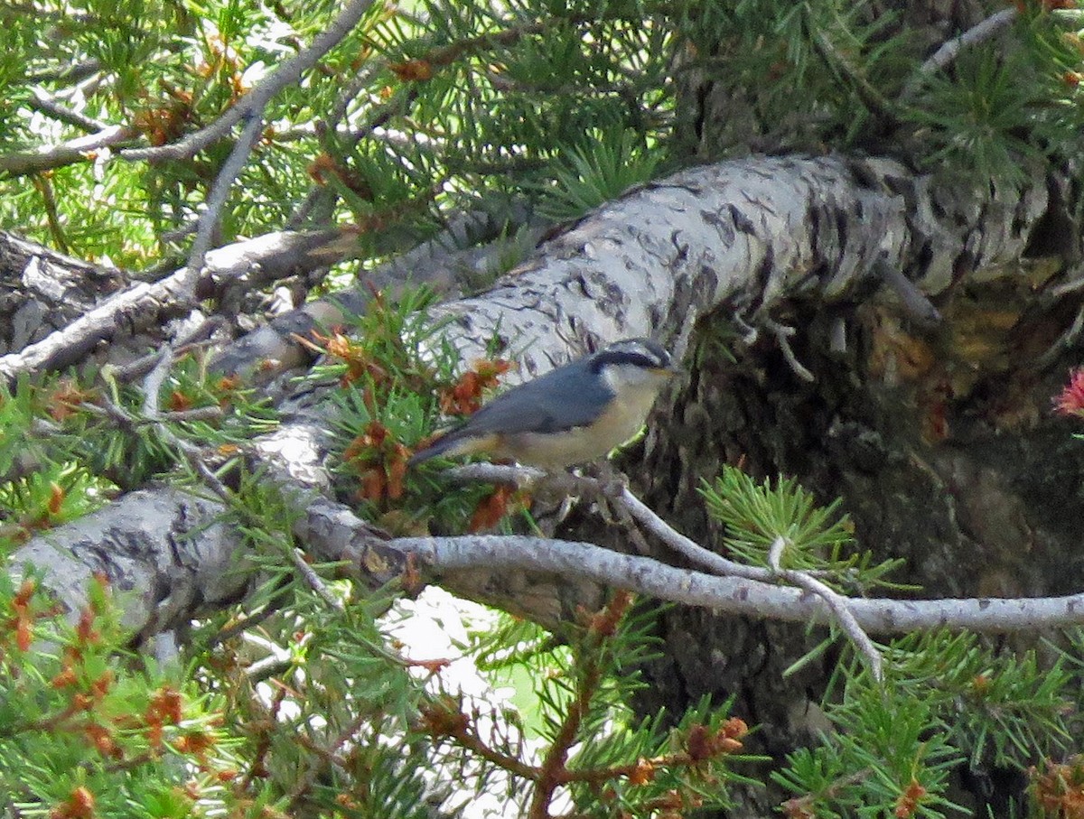 Red-breasted Nuthatch - ML171530801