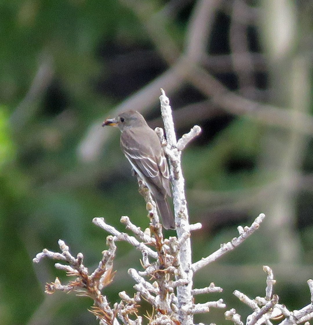 Western Wood-Pewee - JoAnn Potter Riggle 🦤