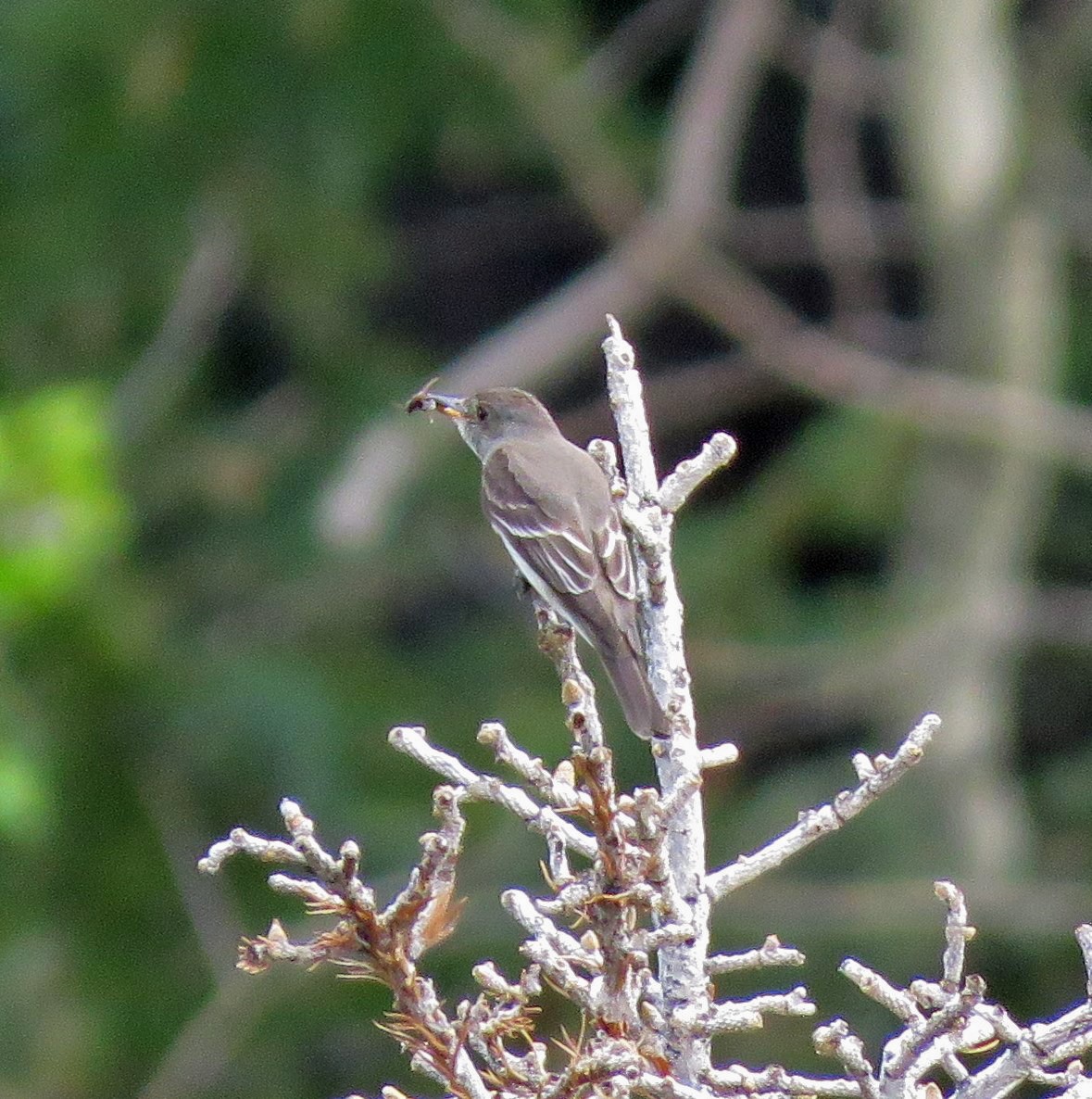 Western Wood-Pewee - ML171530891