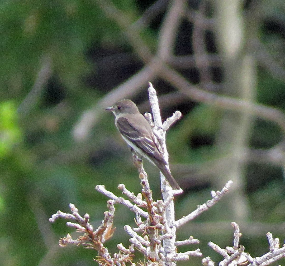 Western Wood-Pewee - JoAnn Potter Riggle 🦤