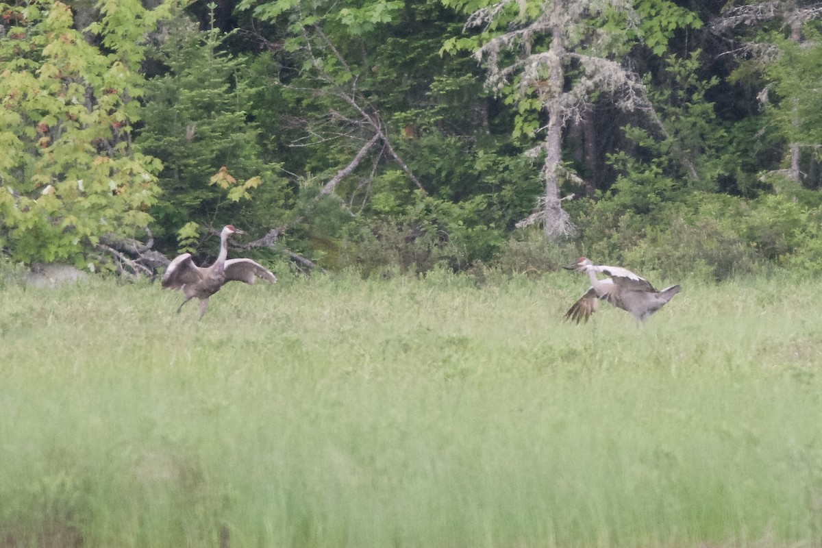 Sandhill Crane - ML171531291